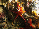 2011-10-22 - Coral Gardens off of Sangat Island (18)