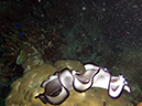 2011-10-20 - Dynamite Reef Culion Island (3)