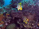 2011-10-22 - Okikawa Maru Tanker Wreck Sangat Island (21)