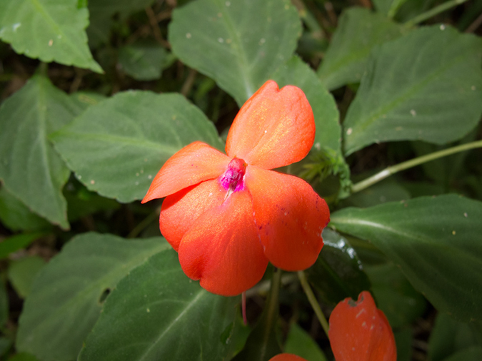 %_tempFileName2013_03_05-2-Bajawa-to-Labaun-Bajo-Lake-Ranamese-6%