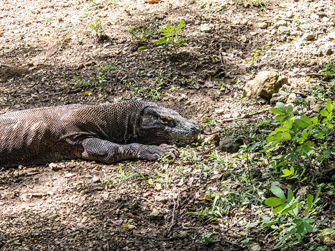 %_tempFileName2013_03_06-1-Trip-to-Rinca-Island-29%