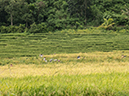 %_tempFileName2013_03_05-4-Bajawa-to-Labaun-Bajo-Rice-Paddys-2%