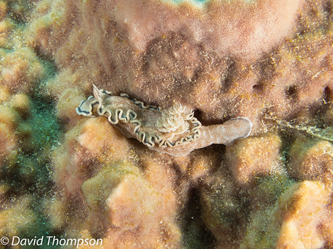 %_tempFileName2012-07-08_2_Maumere_Bay_Pengabatang_Island%20(39)%