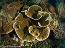 %_tempFileName2012-07-01_2_Ternate_Island_Babylon%20(62)%