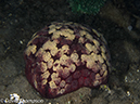 %_tempFileName2012-07-01_4_Alor_Island_Kalabahi_Bay_Musky_Mosque%20%20(53)%