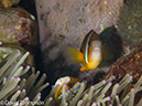 %_tempFileName2012-07-03_1_Pura_Island_Clown_Fish_Valley%20(18)%