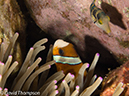 %_tempFileName2012-07-03_1_Pura_Island_Clown_Fish_Valley%20(21)%