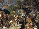 %_tempFileName2012-07-03_1_Pura_Island_Clown_Fish_Valley%20(27)%