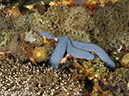 %_tempFileName2012-07-03_1_Pura_Island_Clown_Fish_Valley%20(30)%