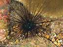 %_tempFileName2012-07-03_1_Pura_Island_Clown_Fish_Valley%20(40)%