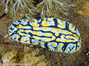 %_tempFileName2012-07-03_1_Pura_Island_Clown_Fish_Valley%20(45)%