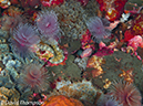 %_tempFileName2012-07-03_1_Pura_Island_Clown_Fish_Valley%20(53)%