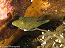 %_tempFileName2012-07-03_1_Pura_Island_Clown_Fish_Valley%20(64)%