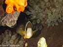 %_tempFileName2012-07-03_1_Pura_Island_Clown_Fish_Valley%20(66)%