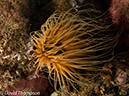 %_tempFileName2012-07-03_1_Pura_Island_Clown_Fish_Valley%20(69)%