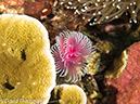 %_tempFileName2012-07-03_1_Pura_Island_Clown_Fish_Valley%20(79)%