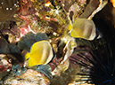 %_tempFileName2012-07-03_1_Pura_Island_Clown_Fish_Valley%20(86)%