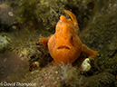%_tempFileName2012-07-03_4_Alor_Island_Kalabahi_Bay_Musky_Mosque%20(36)%
