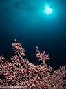 %_tempFileName2012-07-05_2_Pura_Island_Pakyans_Village%20(11)%