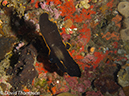 %_tempFileName2012-07-05_3_Alor_Island_Kalabahi_Bay_Mini_Wall%20(32)%