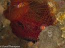 %_tempFileName2012-07-05_3_Alor_Island_Kalabahi_Bay_Mini_Wall%20(38)%