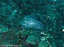 %_tempFileName2012-07-05_3_Alor_Island_Kalabahi_Bay_Mini_Wall%20(5)%