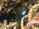 %_tempFileName2012-07-07_3_Kawula_Island_Sizzle_Manderin_Fish%20(11)%