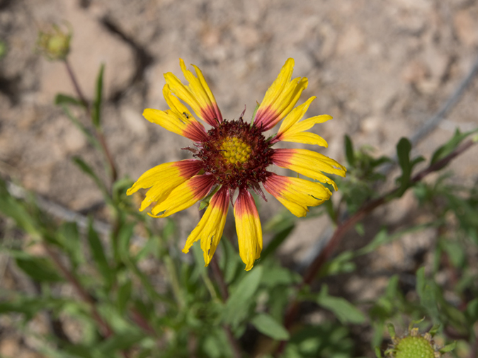 %_tempFileName2014-05-16_02_Bandelier_National_Monument-1%