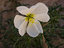 %_tempFileName2014-05-15_01_Kasha-Katuwe_Tent_Rocks_National_Monument-33%