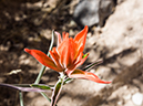 %_tempFileName2014-05-15_01_Kasha-Katuwe_Tent_Rocks_National_Monument-40%