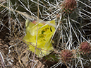 %_tempFileName2014-05-15_01_Kasha-Katuwe_Tent_Rocks_National_Monument-51%