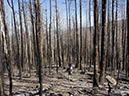 %_tempFileName2014-05-17_01_La_Vega_Loop_Santa_Fe_Ski_Area-5%