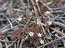 %_tempFileName2014-05-17_01_La_Vega_Loop_Santa_Fe_Ski_Area-9%