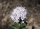 %_tempFileName2014-05-20_01_Big_Tesuque_Bear_Wallow_Loop_Santa_Fe-10%