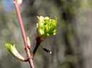 %_tempFileName2014-05-20_01_Big_Tesuque_Bear_Wallow_Loop_Santa_Fe-12%