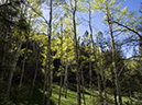 %_tempFileName2014-05-20_01_Big_Tesuque_Bear_Wallow_Loop_Santa_Fe-3%