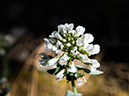 %_tempFileName2014-05-20_01_Big_Tesuque_Bear_Wallow_Loop_Santa_Fe-6%