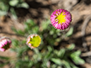 %_tempFileName2014-05-21_01_Gloreitta_Baldy_Hike-35%