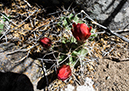 %_tempFileName2014-05-23_0_Rio_Grande_del_Norte_National_Monument-23%