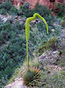 %_tempFileName2014-05-30_01_North_Kabiab_Trail_Grand_Canyon-11%