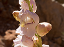 %_tempFileName2014-05-30_01_North_Kabiab_Trail_Grand_Canyon-14%