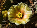 %_tempFileName2014-05-30_01_North_Kabiab_Trail_Grand_Canyon-19%