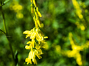 %_tempFileName2014-05-30_01_North_Kabiab_Trail_Grand_Canyon-29%
