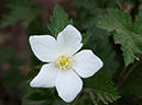 %_tempFileName2014-05-30_01_North_Kabiab_Trail_Grand_Canyon-4%