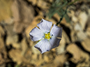 %_tempFileName2014-05-30_01_North_Kabiab_Trail_Grand_Canyon-50%