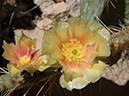 %_tempFileName2014-05-30_01_North_Kabiab_Trail_Grand_Canyon-53%