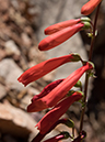 %_tempFileName2014-05-30_01_North_Kabiab_Trail_Grand_Canyon-61%
