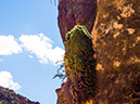 %_tempFileName2014-05-30_01_North_Kabiab_Trail_Grand_Canyon-63%