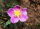 %_tempFileName2014-05-30_01_North_Kabiab_Trail_Grand_Canyon-73%