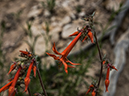 %_tempFileName2014-05-30_01_North_Kabiab_Trail_Grand_Canyon-79%